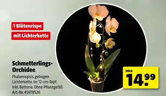 Hagebau Schmetterlings-orchidee Angebot