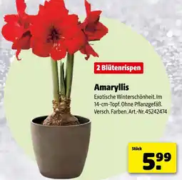 Hagebau Amaryllis Angebot