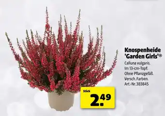 Hagebau Knospenheide 'garden girls' Angebot