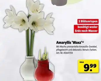 Hagebau Amaryllis 'waxz' Angebot