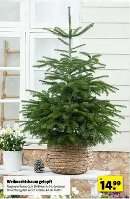 Hagebau Weihnachtsbaum getopft Angebot