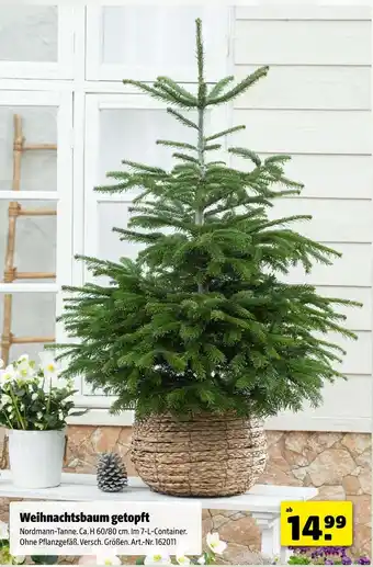 Hagebau Weihnachtsbaum getopft Angebot