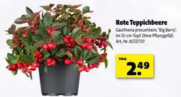 Hagebau Rote teppichbeere Angebot