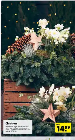 Hagebau Christrose Angebot