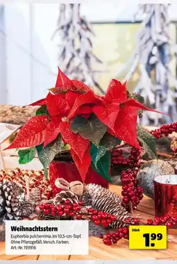 Hagebau Weihnachtsstern Angebot