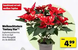 Hagebau Weihnachtsstern 'fantasy star' Angebot