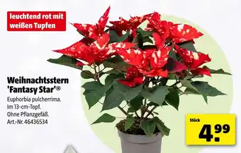 Hagebau Weihnachtsstern 'fantasy star' Angebot