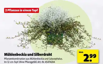 Hagebau Mühlenbeckia und silberdraht Angebot