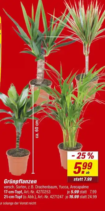 toom Baumarkt Grünpflanzen Angebot