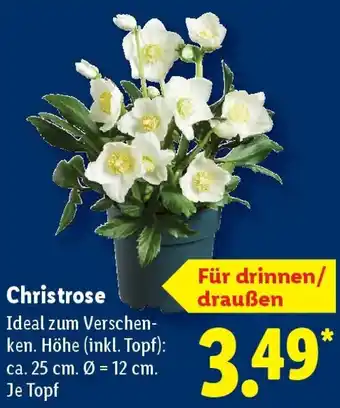 Lidl Christrose Angebot