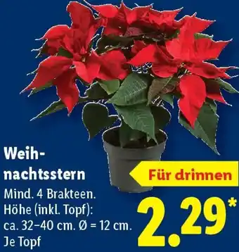 Lidl Weihnachtsstern Angebot