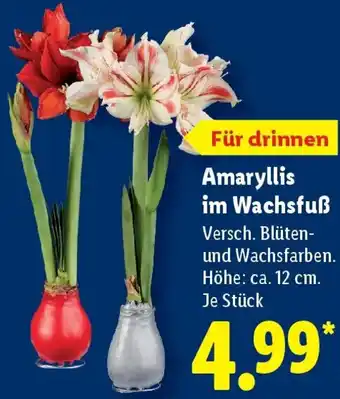 Lidl Amaryllis im Wachsfuẞ Angebot