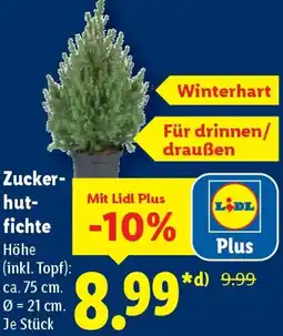 Lidl Zuckerhutfichte Angebot