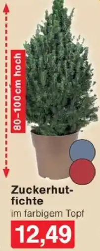 Jawoll Zuckerhutfichte Angebot
