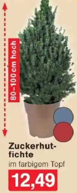 Jawoll Zuckerhutfichte Angebot