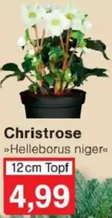 Jawoll Christrose Angebot