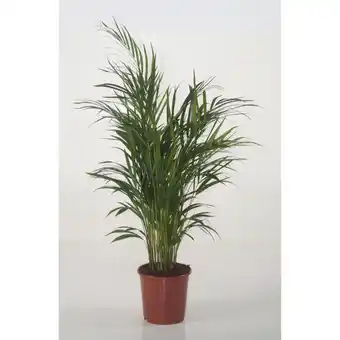 toom Baumarkt Grünpflanzen-Mix Angebot