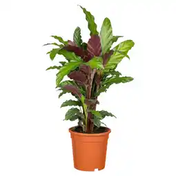 toom Baumarkt Grünpflanzen 60 cm verschiedene Sorten, 17 cm Topf Angebot