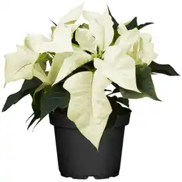 toom Baumarkt toom Fairtrade Weihnachtsstern weiß 10,5 cm Topf Angebot