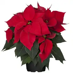 toom Baumarkt toom Fairtrade Weihnachtsstern rot 13 cm Topf Angebot