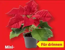 Lidl Mini-Weihnachtssterne Angebot