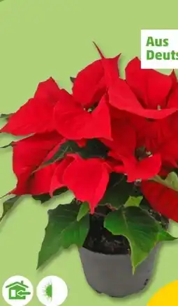 PENNY Mini-Weihnachtssterne Angebot