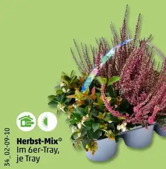 PENNY Herbstmix Angebot
