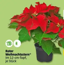 PENNY Weihnachtsstern Angebot