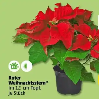 PENNY Weihnachtsstern Angebot