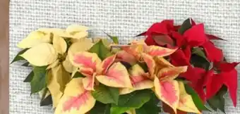 nahkauf Rewe Beste Wahl Weihnachtsstern Angebot