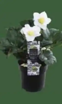 E-Center Christrose Christmas Carol Angebot