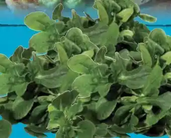 E-Center Feldsalat Angebot