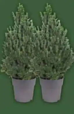 E-Center Zuckerhutfichte Picea Angebot