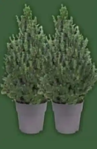 E-Center Zuckerhutfichte Picea Angebot