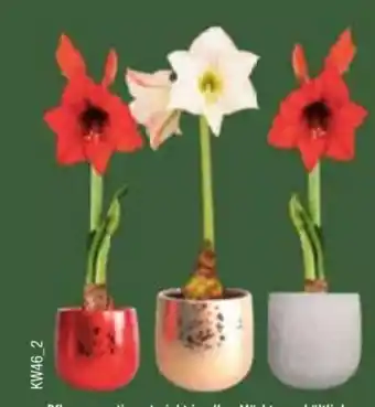 E-Center Amaryllis Ritterstern Angebot