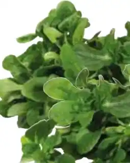 Edeka Feldsalat Angebot