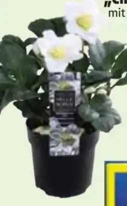 Edeka Christrose Christmas Carol Angebot