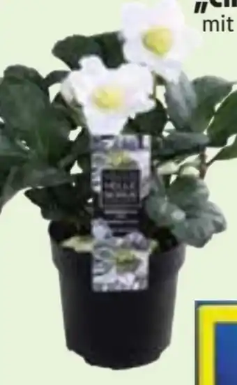 Edeka Christrose Christmas Carol Angebot