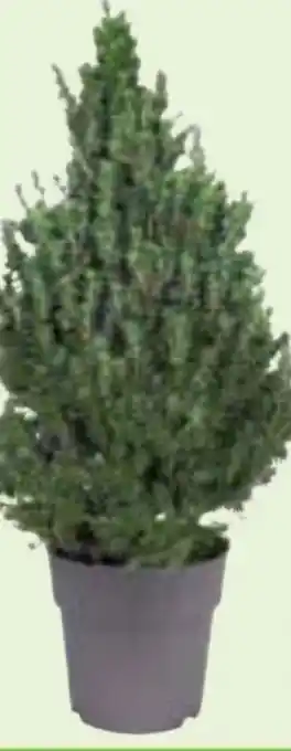 Edeka Zuckerhutfichte Picea Conica Angebot