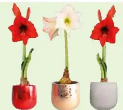 Edeka Amaryllis Ritterstern Angebot