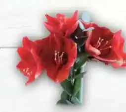 E-Center Amaryllis Angebot