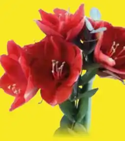Edeka Amaryllis Angebot