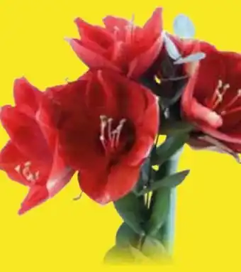 Edeka Amaryllis Angebot