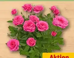 REWE Center Topfrose Angebot