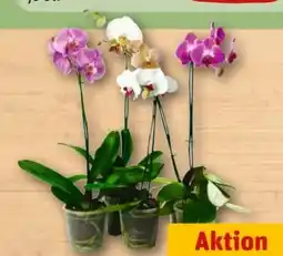 REWE Center Schmetterlingsorchidee Angebot