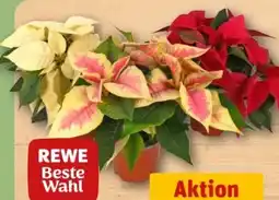 REWE Center Rewe Beste Wahl Weihnachtsstern Angebot