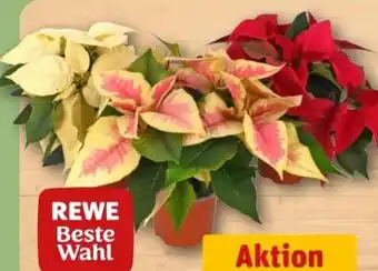 REWE Center Rewe Beste Wahl Weihnachtsstern Angebot