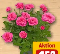 REWE Topfrose Angebot
