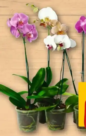 REWE Schmetterlingsorchidee Angebot