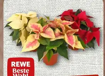 REWE Rewe Beste Wahl Weihnachtsstern Angebot
